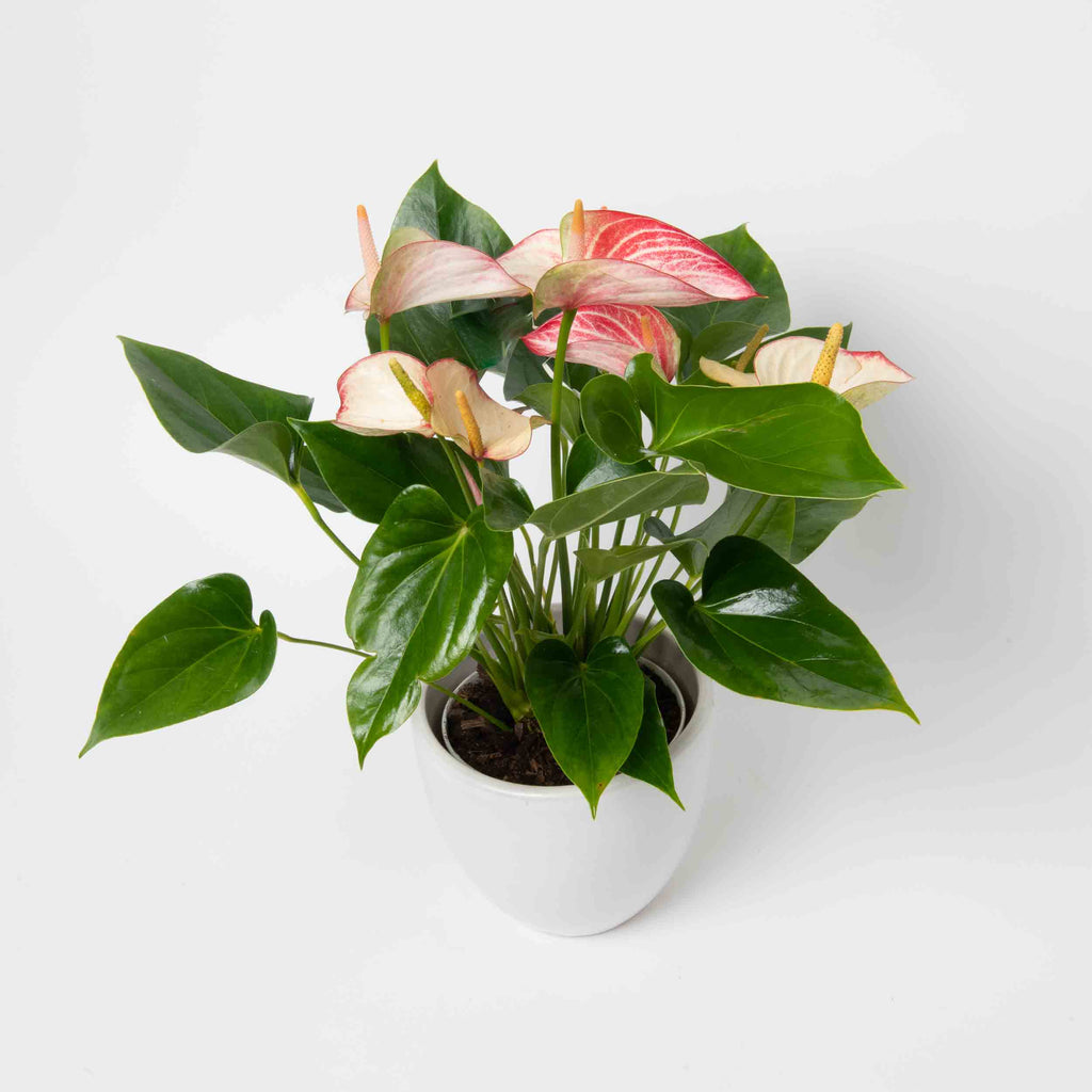 Pink Anthurium, White Calla Lily, Cedar, Green Hydrangea, Calathea