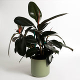 Rubber Plant