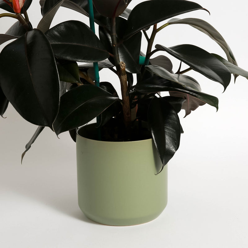 Rubber Plant