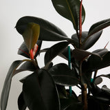 Rubber Plant